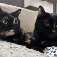 室内にいる猫