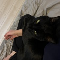 膝に乗る猫
