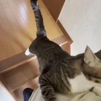 掴まり立ち