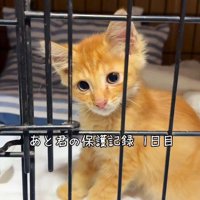 ケージの中の子猫