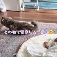 寝ている赤ちゃんのそばに座る猫