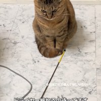 おもちゃを目の前に置く猫