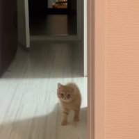 足を止める子猫