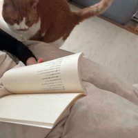 ベッドの上に飛び乗る猫