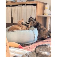 ケンカしている猫たち