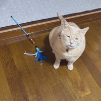 おもちゃを持ってきて隣に座り込む猫