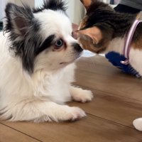 鼻と鼻をくっつける猫と犬