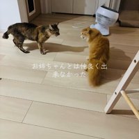 ケンカするキジトラ猫と茶猫