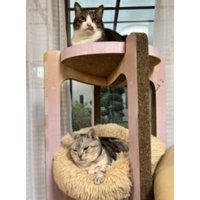 キャットタワーにいる猫たち