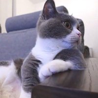 ひじ掛けに手を乗せながら振り返る猫