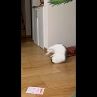 さらに後ろ足が上がって回転