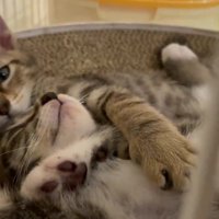 くっついて寝転ぶ2匹の子猫