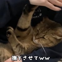 阻止するみにらくん