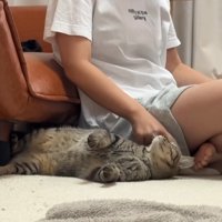 撫でられ中