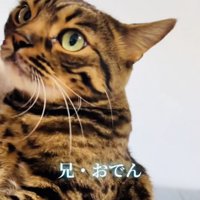 飼い主さんに抱っこされる兄ベンガル
