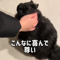 なでられる黒猫