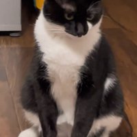 お相撲さんみたいな猫