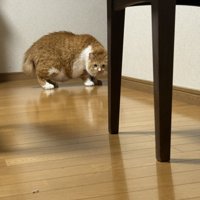 部屋の奥にいる猫