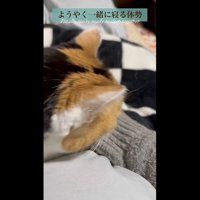 飼い主さんと一緒寝る写真
