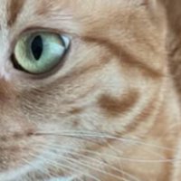 室内にいる猫