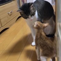 あいさつをしている大人の猫と子猫