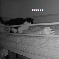 飼い主を見つめる猫