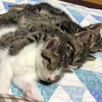 縦並びにくっついて猫団子になっている子猫たち