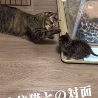 子猫に前足を伸ばす成猫