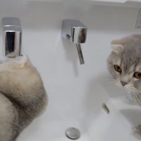 水に頭を近づける猫の写真