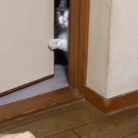 ドアの隙間から顔を出す猫