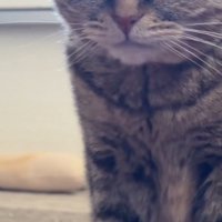 左向きの視線で真顔の猫