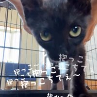 喉を鳴らしながら投稿者の方へ歩いてくる黒猫の子猫