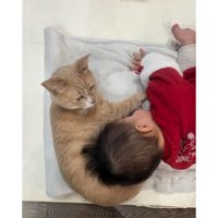 寝ている赤ちゃんと猫