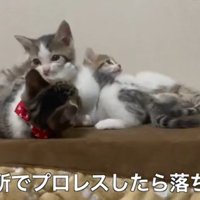 こんな所で(3匹)