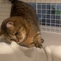 布団に前足を伸ばす猫