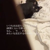 ドアの隙間からカメラを見つめる2匹の猫（ややアップ）