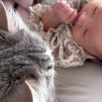 赤ちゃんのにおいを嗅いでいる猫