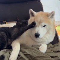 犬を止める猫