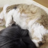 寝ころんだ長毛猫