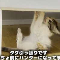 横向きでタグにぶら下がり足を上げる子猫