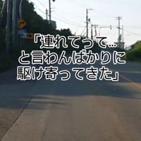 車に駆け寄る子猫