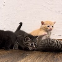 にゃんプロ中（手を振り上げる茶トラと転がる3匹の子猫）