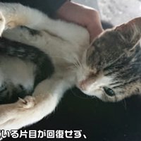 片方の目が閉じている猫