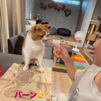 芸をする猫