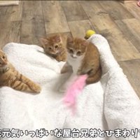 元気いっぱい子猫たち