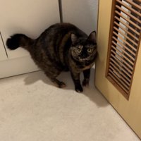 脱衣所の扉の前で体を翻すサビ猫