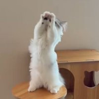 顔の前に前足を出して重ねる猫