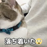 テロップ「落ち着いた」