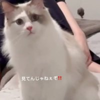 お座りして怒った顔の猫