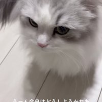 ママを止める方法を考えるミヌエット